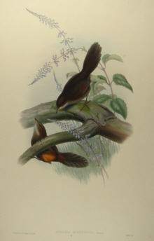 John Gould's Birds of Australia